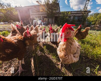 Pollo libero. Una foto ravvicinata dei polli domestici rosso-bruno nel villaggio in una giornata estiva soleggiata. Foto Stock