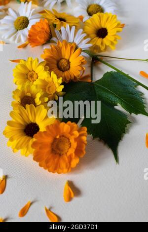 Estate fiori luminosi con foglia verde. Erbe medicinali. Foto Stock
