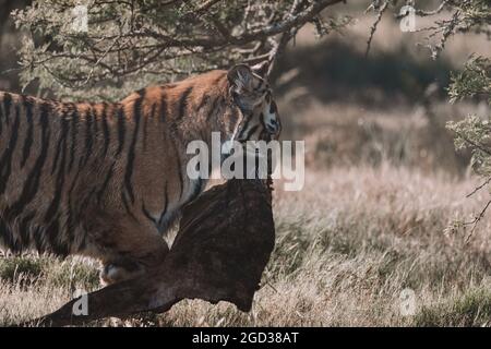 Tiger che cammina con la sua cattura. Foto Stock