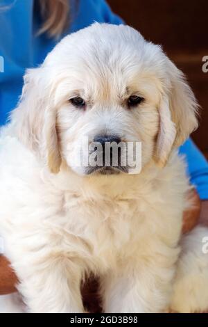 Il platino di sette settimane, o il puppy del Retriever d'oro colorato della crema Foto Stock