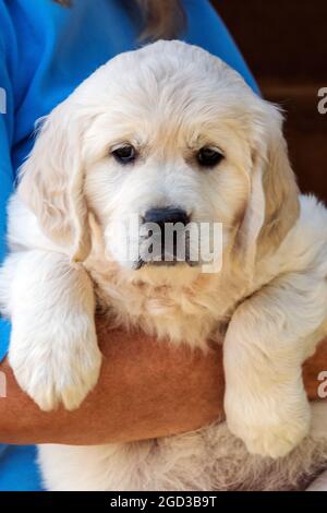 Il platino di sette settimane, o il puppy del Retriever d'oro colorato della crema Foto Stock