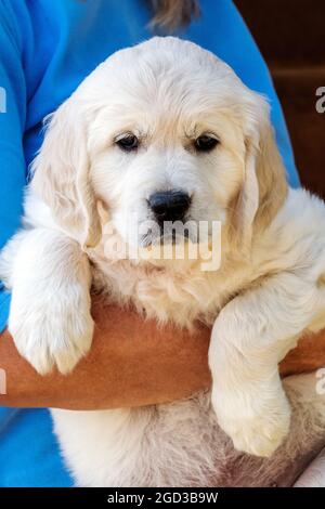 Il platino di sette settimane, o il puppy del Retriever d'oro colorato della crema Foto Stock