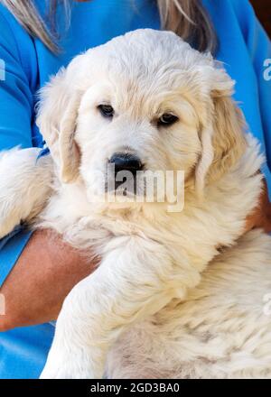 Il platino di sette settimane, o il puppy del Retriever d'oro colorato della crema Foto Stock