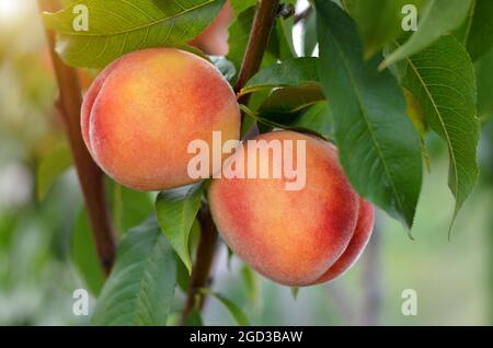 Due pesche succose mature su un ramo nel giardino. Concetto di crescita del proprio cibo organico. Foto Stock