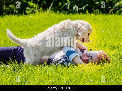 Ragazzo giovane che gioca sull'erba con sei settimane di platino, o Cream Coloured Golden Retriever cuccioli. Foto Stock