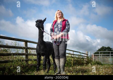 Shepherds Close Farm, Wickwar, Wotton-under-Edge, Gloucestershire, Regno Unito. 9 agosto 2021. Geronimo l'alpaca fa un'apparizione insieme al suo Foto Stock