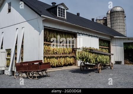 Lancaster County, Pennsylvania-9 agosto 2021: Amish Farm con tabacco essiccazione in fienile imbiancato. Il tabacco amish coltivato è usato per fare i sigari e che Foto Stock