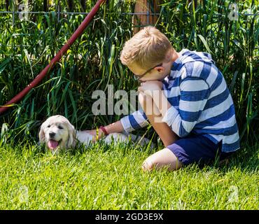 Ragazzo giovane che gioca sull'erba con sei settimane di platino, o Cream Coloured Golden Retriever cuccioli. Foto Stock