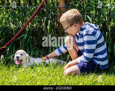 Ragazzo giovane che gioca sull'erba con sei settimane di platino, o Cream Coloured Golden Retriever cuccioli. Foto Stock