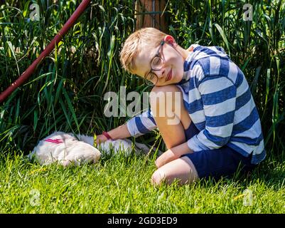 Ragazzo giovane che gioca sull'erba con sei settimane di platino, o Cream Coloured Golden Retriever cuccioli. Foto Stock