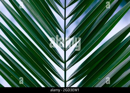 Texture verde di foglia di palma. Motivo floreale tropicale sfondo con spazio di copia per il testo Foto Stock