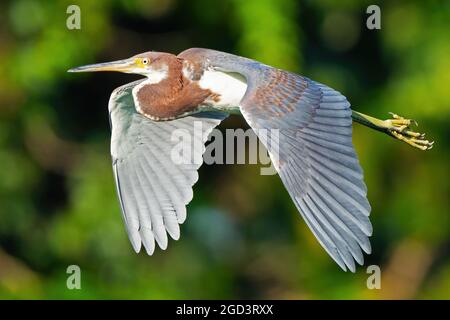 Heron tricolored in ali di volo mostrato Foto Stock