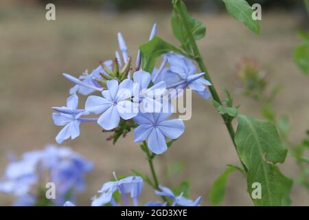 Flores de Altamira, Plaza Francia, Plaza Altamira, Municipio Chacao, Caracas, Venezuela Foto Stock