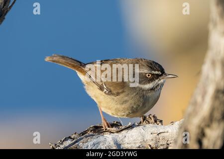 Scrub Wren color bianco arroccato sul ramo dell'albero Foto Stock