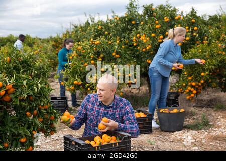 Coltivatori in procinto di raccogliere tangerini Foto Stock