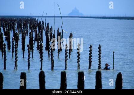 FRANCIA, ILLE ET VILAINE (35), BAIA DI MONT SAINT MICHEL, ALLEVAMENTO DI COZZE, COZZE AGGRAPPATE AI LETTI DI COZZE, MUCCHI DI QUERCE O CASTAGNE, BRETAGNA Foto Stock