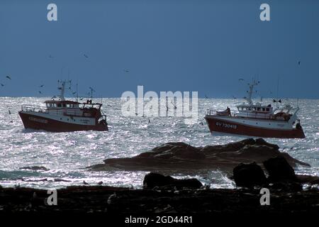 FRANCIA, FINISTERE(29), SAINT GUENOLE, PORTO DI PESCA PENMARCH, LE BARCHE DA PESCA CHE TORNANO, BRETAGNA. Foto Stock