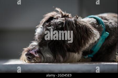 Mini schnauzer addormentato sul pavimento in un cerotto di luce solare, sembra quasi morto Foto Stock