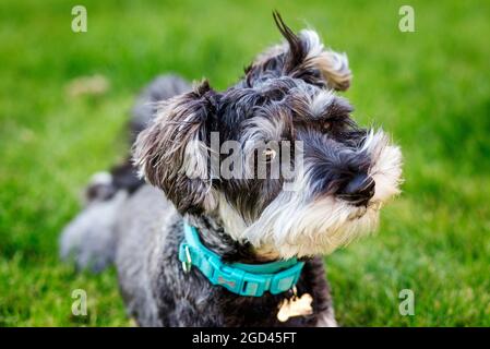 Ritratto di mini schnauzer stravagante Foto Stock