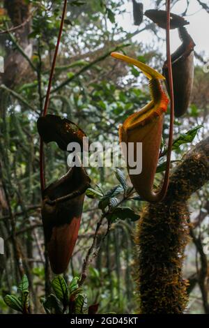 Carnithe della pianta carnivora di carnitro Nepenthes x kinabaluensis, un ibrido naturale, Sabah, Borneo Foto Stock