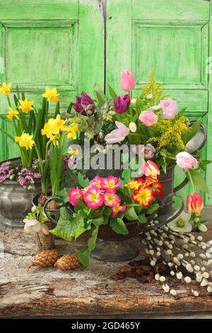 Botanica, contenitori di peltro riempiti di tulipani, narcisi e polianthus, INFORMAZIONI-DI-AUTORIZZAZIONE-DIRITTI-AGGIUNTIVI-NON-DISPONIBILI Foto Stock