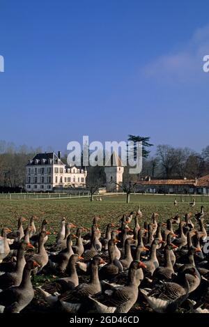 FRANCIA, DORDOGNA (24) PERIGORD, OCHE DA ALLEVAMENTO PER LA PRODUZIONE DI FOIE GRAS Foto Stock