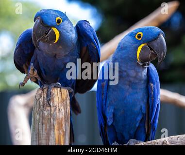 Due rari pappagalli di Hyacinth Macaw blu e giallo in una posa sciocca Foto Stock