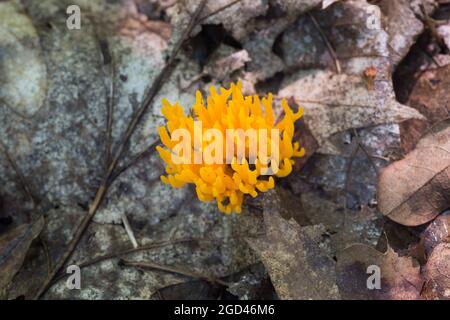 viscosa di alocera arancione, fungo di stagshorn giallo nel fuoco selettivo di closeup della foresta Foto Stock