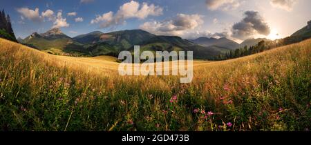 Prato estivo con fiori selvatici nella montagna slovacca, Terchova Foto Stock