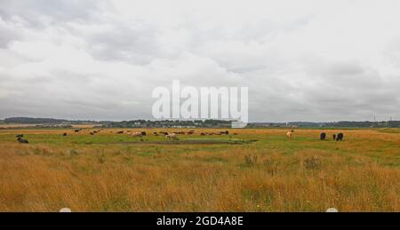 Bestiame che pascolano sulle paludi del Nord Norfolk presso la Cley Marshes Nature Reserve a Cley-next-the-Sea, Norfolk, Inghilterra, Regno Unito. Foto Stock