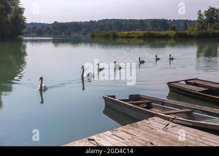 Geografia / viaggio, Germania, Baviera, prenotazione europea Lower Inn, Mute Swans con pulcino, DIRITTI-AGGIUNTIVI-CLEARANCE-INFO-NON-DISPONIBILE Foto Stock