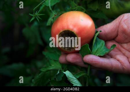 Malattia dei pomodori. Fiore finale di marciume sulla frutta. Pomodoro rosso danneggiato nella mano dell'agricoltore. Primo piano. Problemi di prodotto. Sfondo agricolo sfocato Foto Stock
