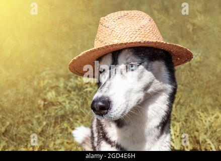 Husky siberiano con occhi blu in un cappello di paglia nel campo. Ritratto di un simpatico giovane cane contadino in campagna. Stagione di raccolta, concetto di occupazione Foto Stock