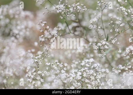 Piccoli fiori bianchi di gypsophila con petali in closeup campo Foto Stock