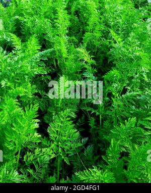 Carote che crescono in giardino Siberia Russia. Fondo vegetale organico. Agricoltura biologica, concetto di agricoltura Foto Stock