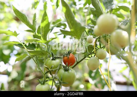 Pomodori su cespuglio, pomodori su ramo di gambo maturare in vari gradi di maturazione dal rosso al verde Foto Stock