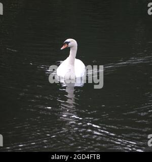 Mute Swan che scivola con grazia sulle acque oscure di un lago Urbano Foto Stock