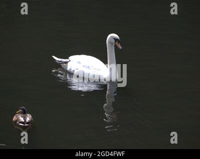 Mute Swan che scivola con grazia sulle acque oscure di un lago Urbano Foto Stock