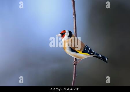 Bilanciamento Goldfinch sul ramo. Foto Stock