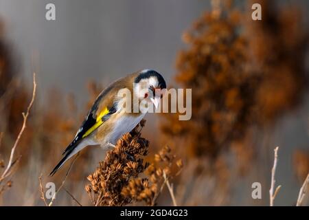 Bilanciamento Goldfinch sul ramo. Foto Stock