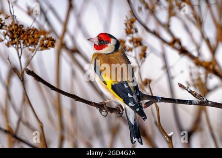 Bilanciamento Goldfinch sul ramo. Foto Stock