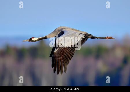 Eurasian gru in pieno svolgimento Foto Stock