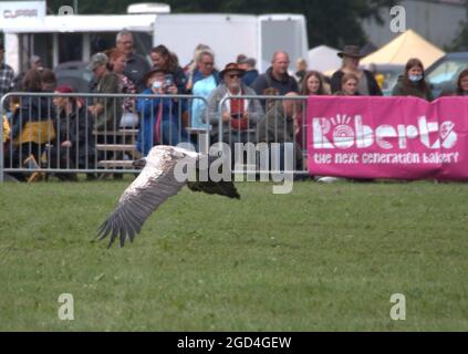 Griffon Vulture o Griffon eurasiatico in volo completo al Royal Cheshire Show 2021 Foto Stock