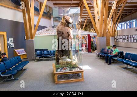 Un grande orso bruno farcito e tassidermito grizzly in un caso chiaro in un'area d'attesa all'aeroporto di Missoula in Montana. Foto Stock