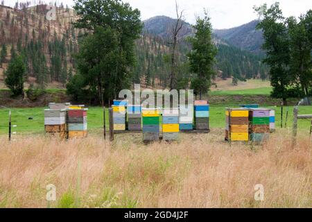 Un gruppo o classici, iconici, in legno, colorate, scatole di alveare dipinte in un campo. Vicino a Missoula, Montana. Foto Stock