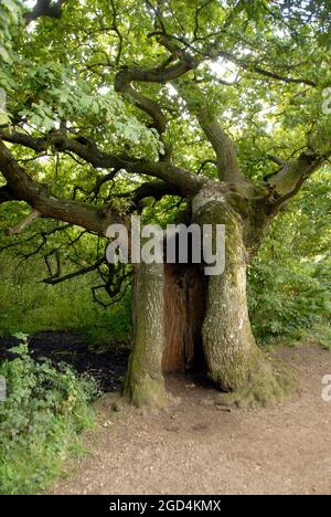 Grande vecchio albero con tronco cavo, Norfolk, Inghilterra Foto Stock