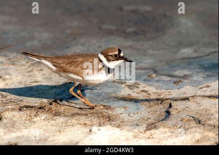 Piccolo Plover (Charadrius dubius) adulto arroccato Foto Stock