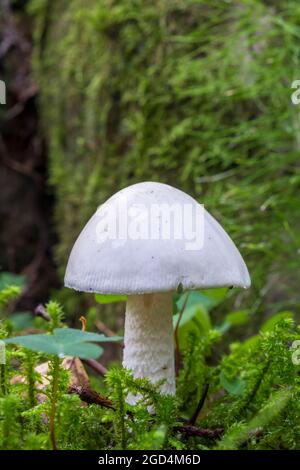 Distruggendo il fungo dell'angelo in una foresta Foto Stock