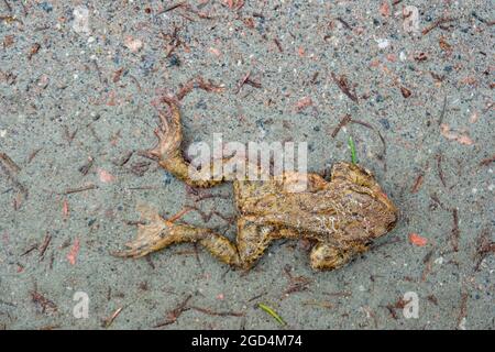 Rana che è uccisa da una macchina su una strada Foto Stock