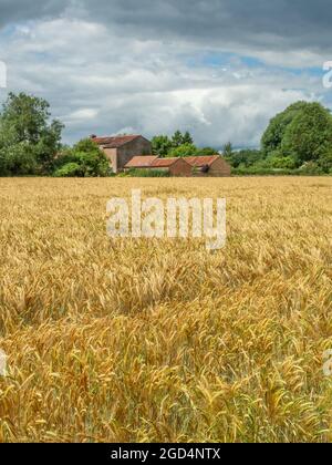 Veew attraverso un campo di grano giallo o orzo ad un vecchio mulino di mattoni rossi in lontananza in una giornata di sole. Foto Stock